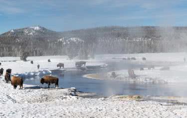 Nagrania terenowe z Parku w Yellowstone do pobrania 