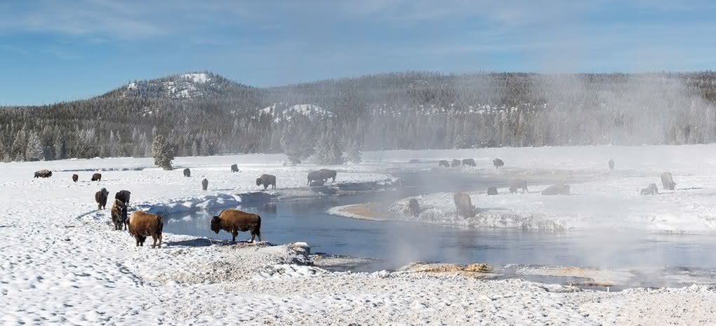 Nagrania terenowe z Parku w Yellowstone do pobrania